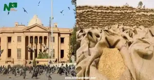 SHC Warns of Legal Action Amid Wheat Sack Shortage