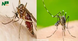 Pakistan Issues Dengue Alert Amid Rising Cases